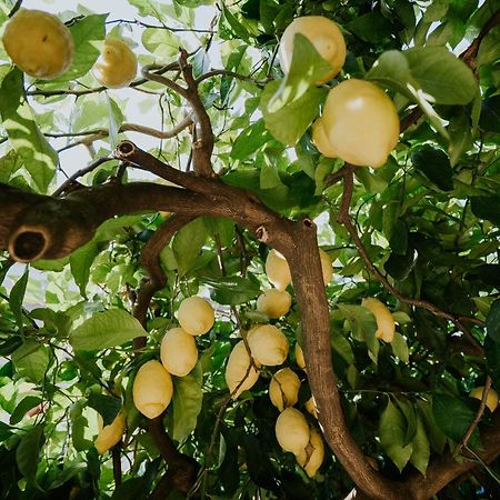 Apartmán Il Giardino Dei Limoni Polvica Exteriér fotografie