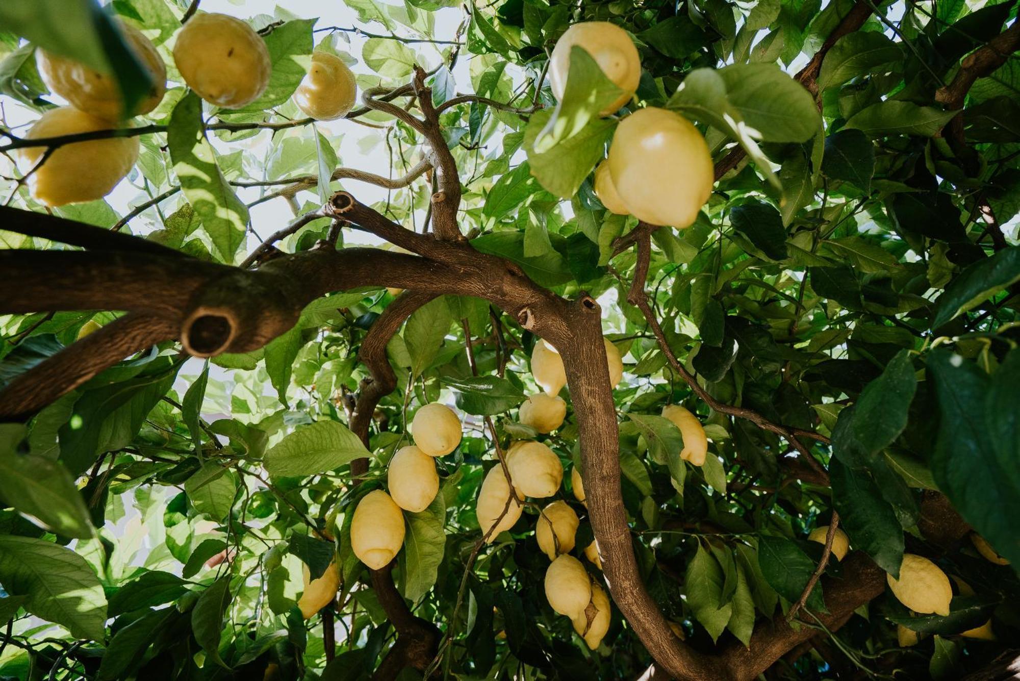 Apartmán Il Giardino Dei Limoni Polvica Exteriér fotografie
