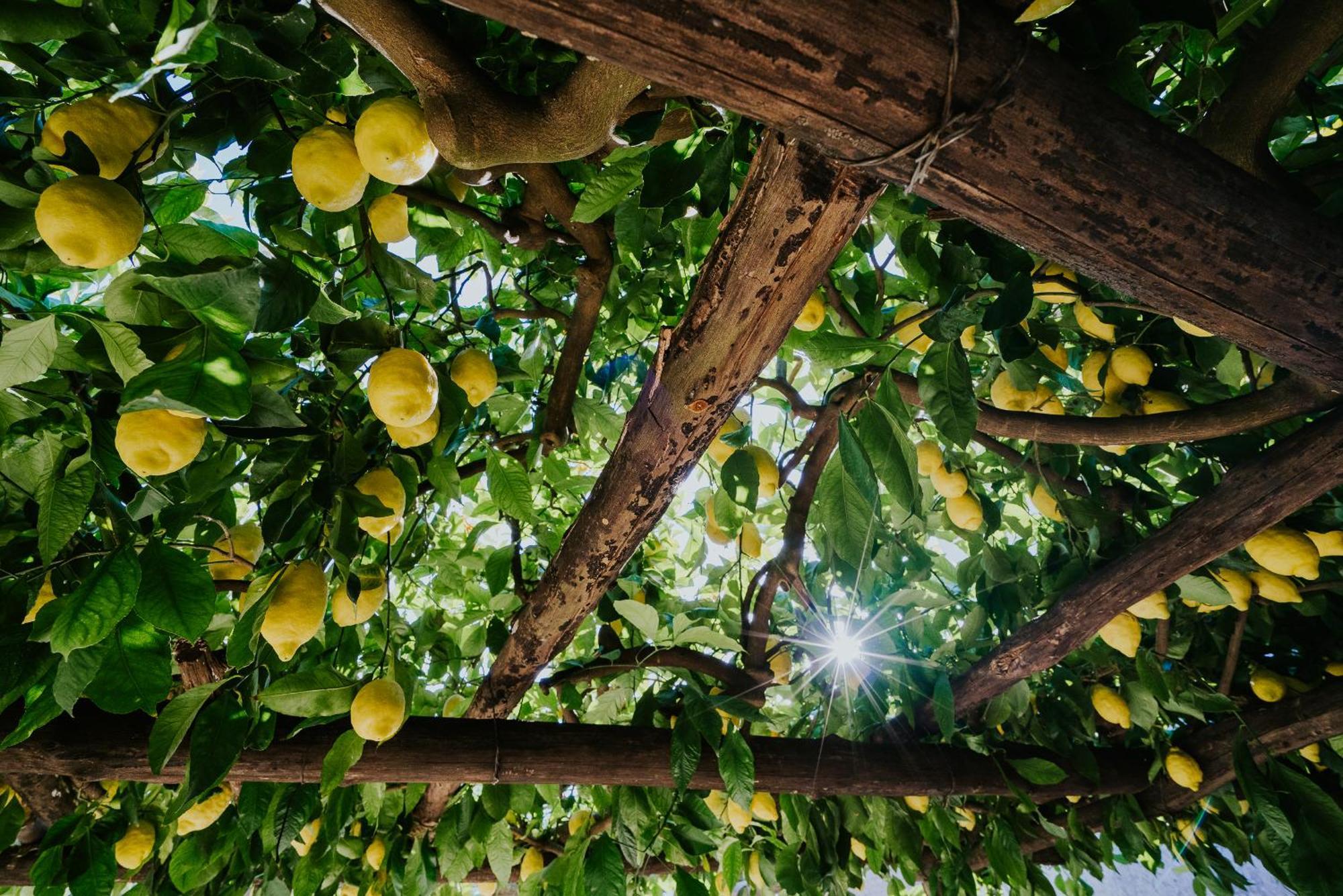 Apartmán Il Giardino Dei Limoni Polvica Exteriér fotografie